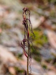 Caladenia filamentosa