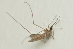 Culiseta inornata