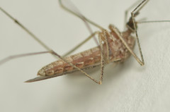 Culiseta inornata