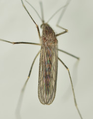 Culiseta inornata