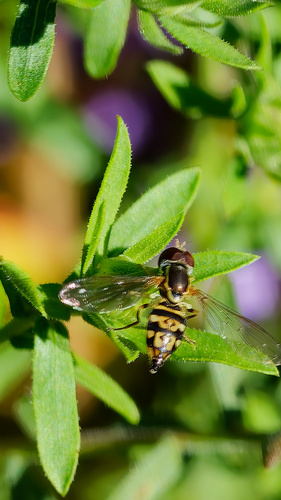 Unknown species found near Northwest Raleigh, Raleigh, NC, USA