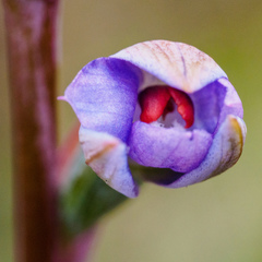 Thelymitra brevifolia