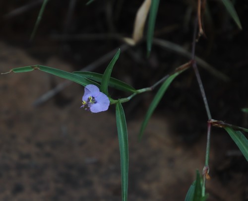 Shy dayflower (Commelina modesta)