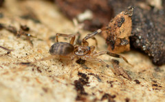 Phrurotimpus borealis