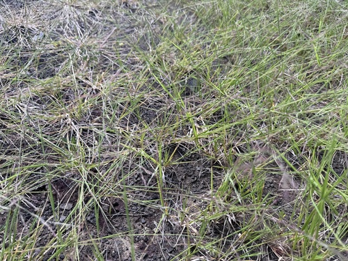 Bouteloua americana, 2025-11-18