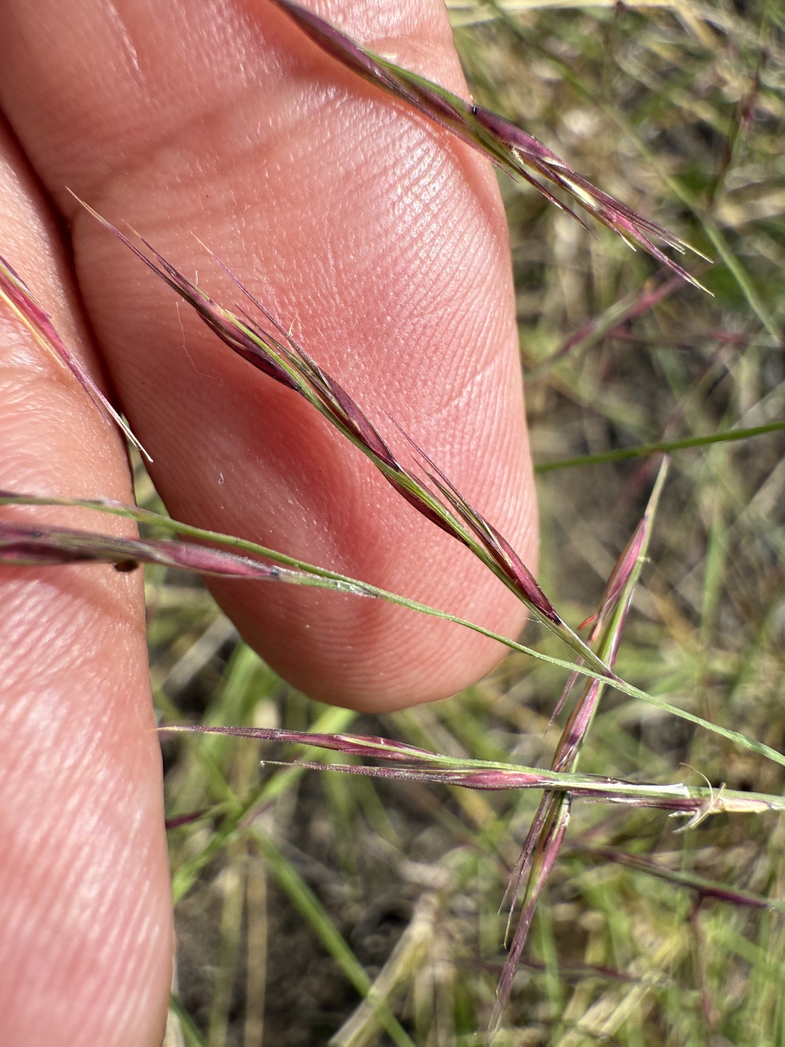 Bouteloua americana