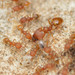 Pheidole floridana - Photo (c) Robby Deans, algunos derechos reservados (CC BY-NC), uploaded by Robby Deans