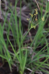 Cyperus sphaerospermus