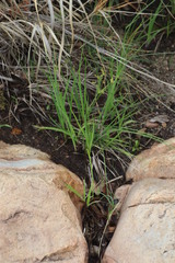 Cyperus sphaerospermus