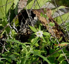 Euphorbia schiedeana