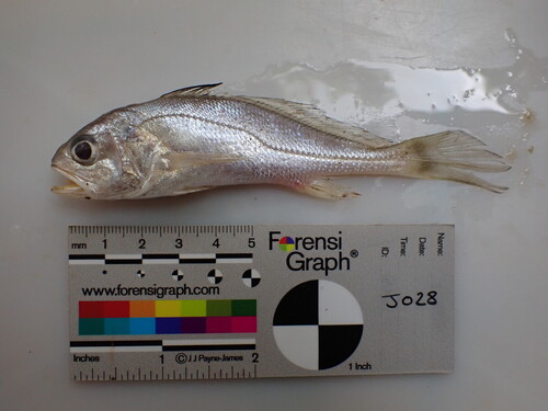 Bobo-ombervis (Pseudotolithus elongatus) — Sciaenidae