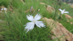 Dianthus mooiensis
