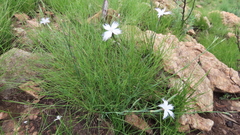 Dianthus mooiensis