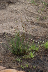 Juncus oxycarpus
