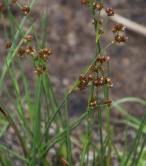 Juncus oxycarpus