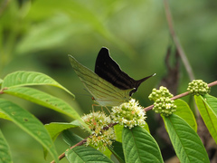 Marpesia livius