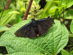 Pyrrhopyge