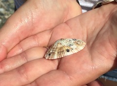 Fissurella barbadensis