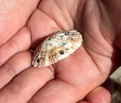 Fissurella barbadensis