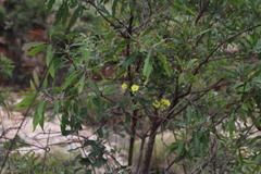 Sphedamnocarpus pruriens