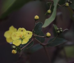 Sphedamnocarpus pruriens