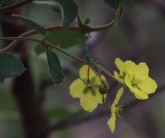 Sphedamnocarpus pruriens