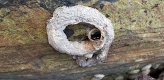 Vermetoidea