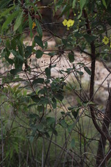 Sphedamnocarpus pruriens