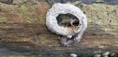 Vermetoidea