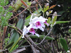 Cattleya purpurata, photograph (c) Fabrício Mil Homens Riella, some rights reserved (CC BY)