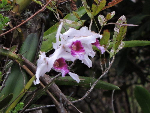 Cattleya purpurata