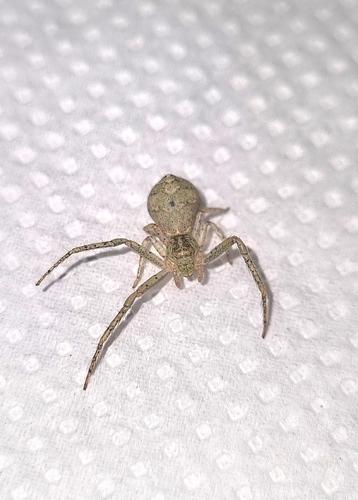 Tmarus formosus