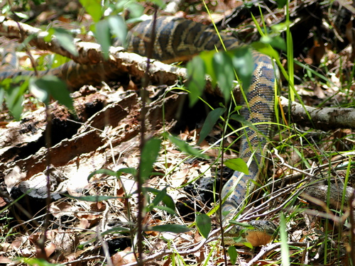 Coastal Carpet Python sighting