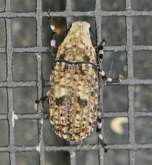 Euparius marmoreus