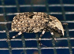Euparius marmoreus