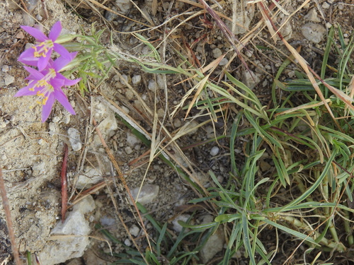 Mountain Pink (Zeltnera beyrichii)