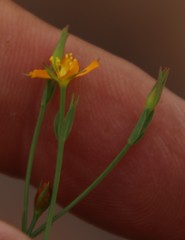 Hypericum lalandii