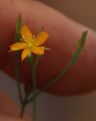 Hypericum lalandii