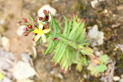 Hypericum gnidioides