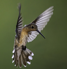Buffy Hummingbird photo 3