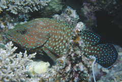 Cephalopholis cyanostigma