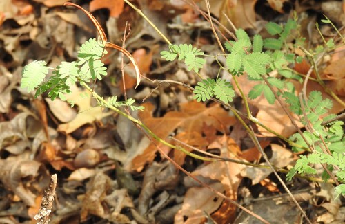 Velvet Bundleflower (Desmanthus velutinus)