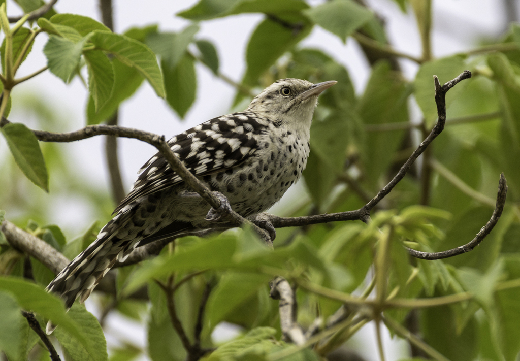 Stripe-Backed Wren