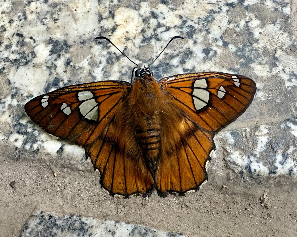 Agara draudti