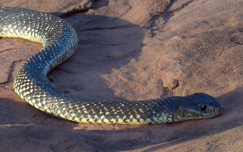 Mulga Snake sighting