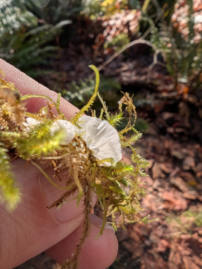 Rimbachia bryophila · November 2025 · photo: © rambryum (iNaturalist, cc0)