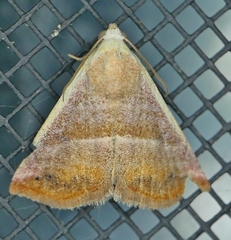 Eublemma cinnamomea