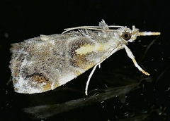 Glaphyria basiflavalis