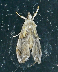 Glaphyria basiflavalis