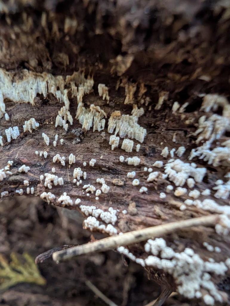 Henningsomyces candidus · November 2025 · photo: © atsushi_nakajima_cirque (iNaturalist, cc-by)